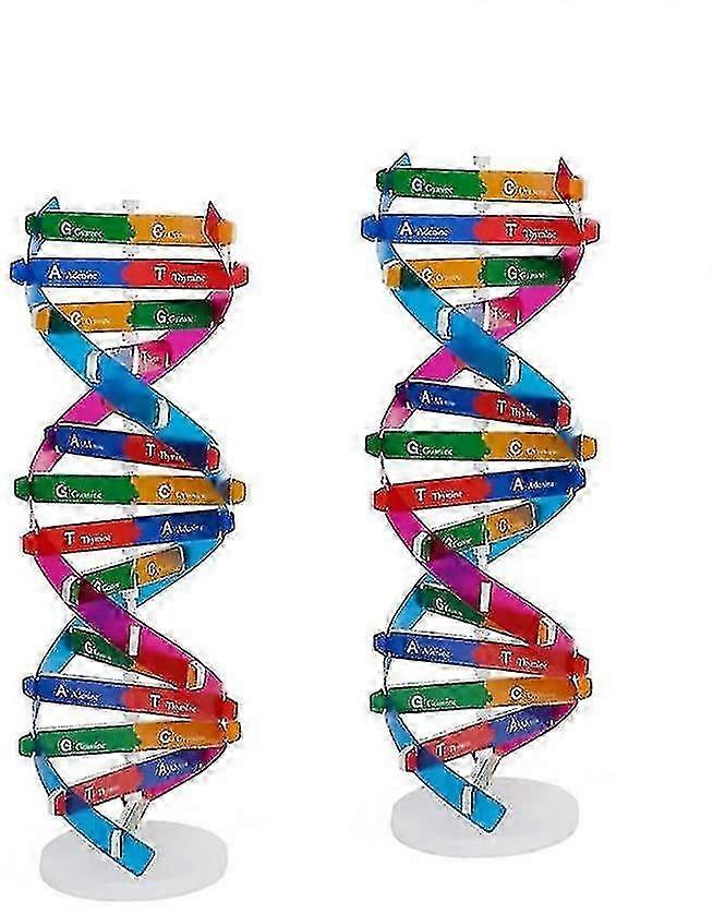 2pcs Kids DNA Model Kit Double Helix Genes Biological Science Teaching Aids for Assembling Display Education