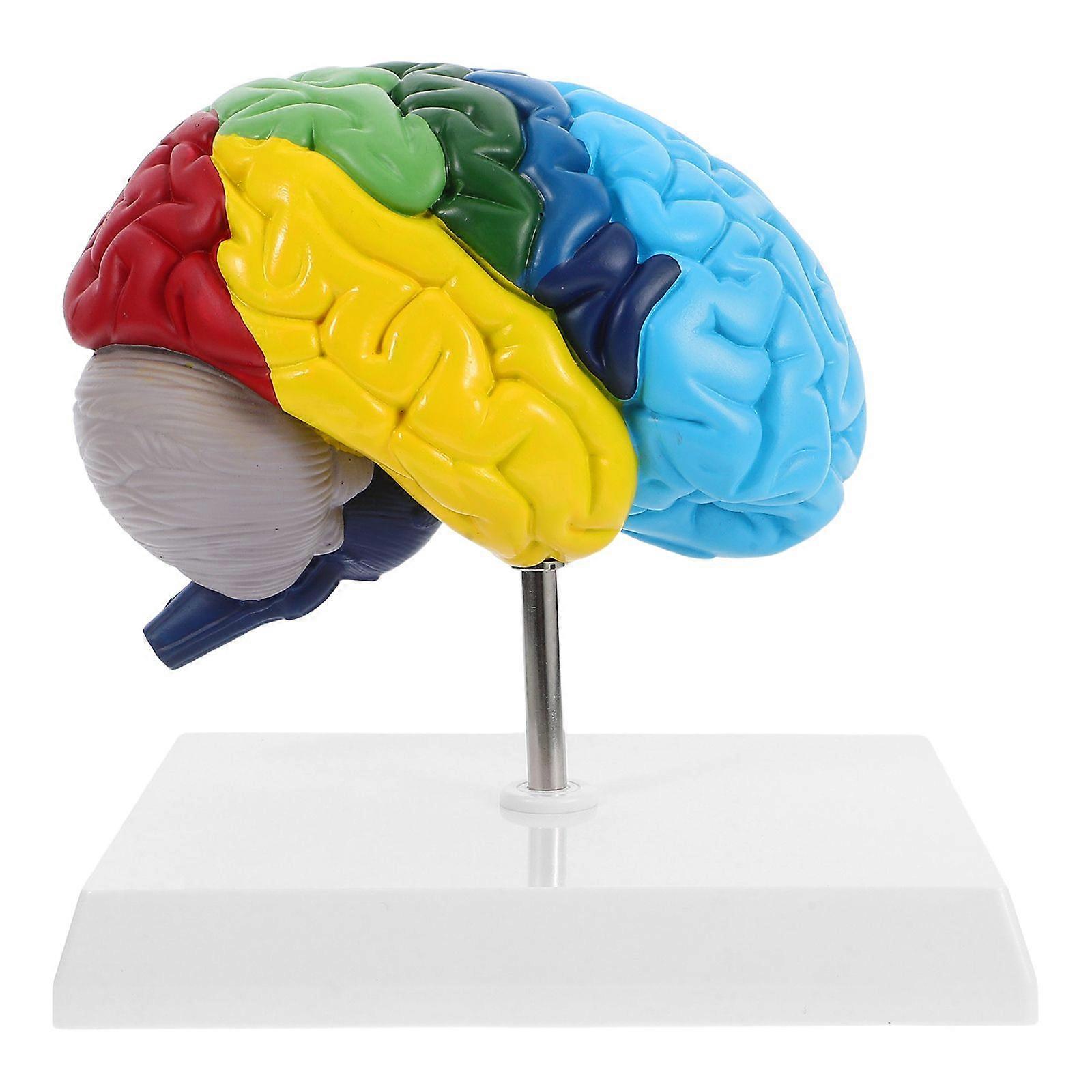 Human Brain Models 1:1 Scale Anatomy Model For Neuroscience Learning Teaching Science Classroom Study Display Medical Model