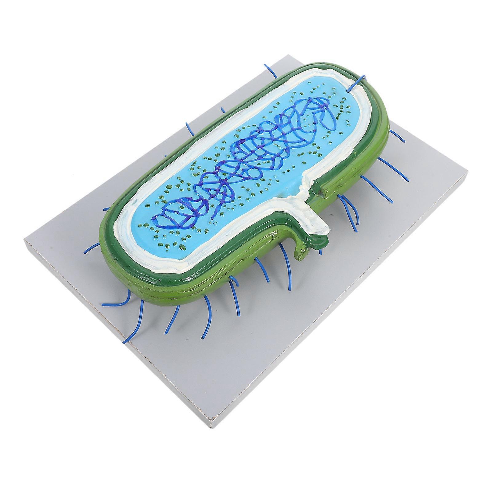 Assorted Color Cell Nucleus Model Animal Cell Model for Classroom Use