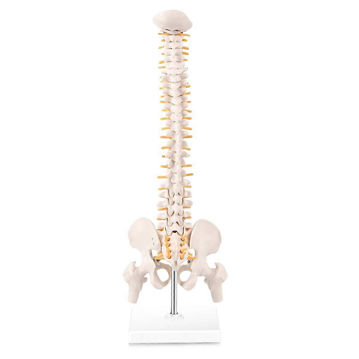 Miniatuur Spine Anatomie Model, 15.5inch Mini Vertebral Column Model met Spinale Zenuwen, Bekken, Dijbeen, Gemonteerd op een Basis
