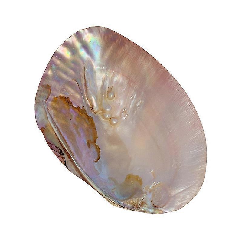 Multifunctional Storage Tray Decorative Vibrant Color Shooting Props Shell Storage Container Household Supplies