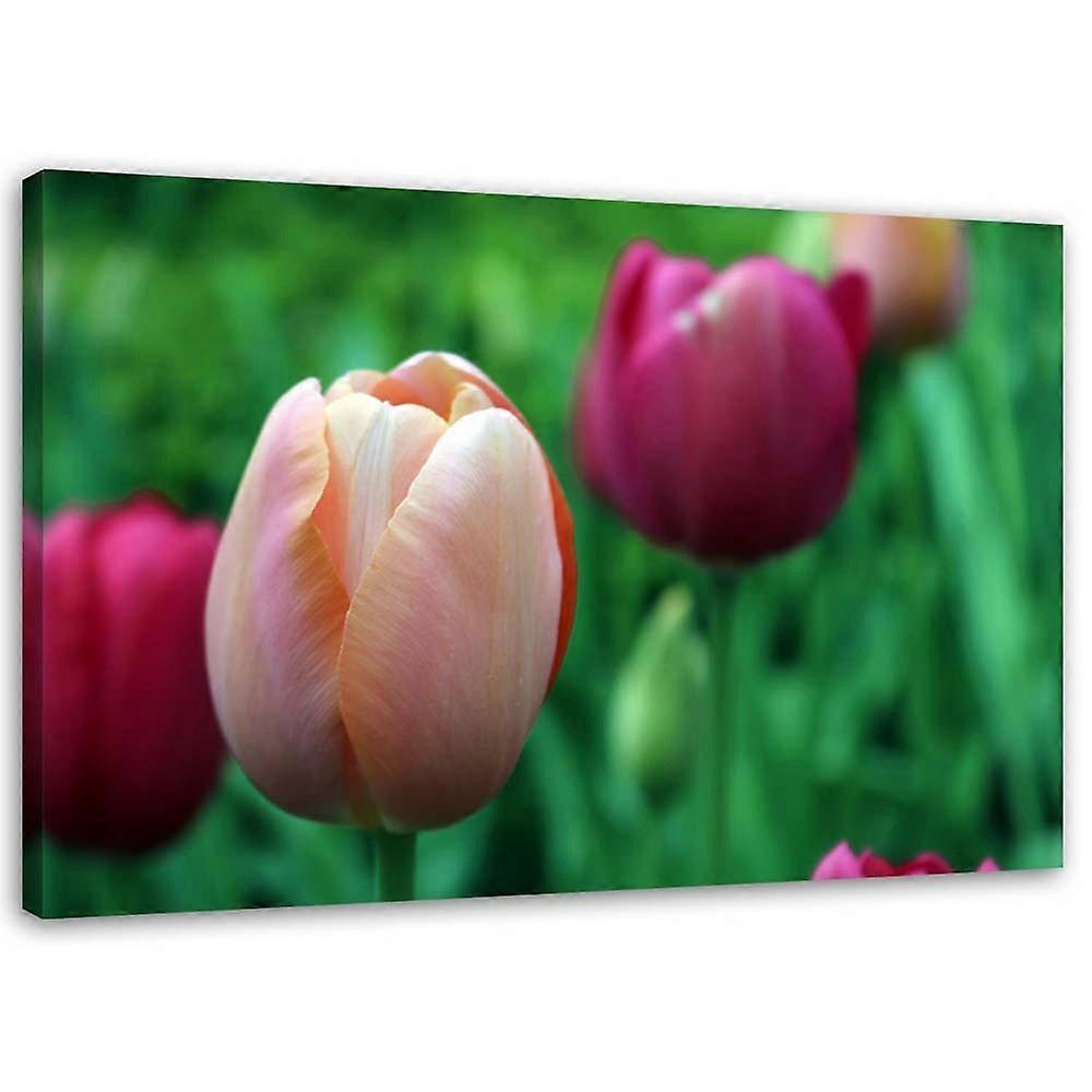 Impression sur toile, Tulipes roses - 100x70