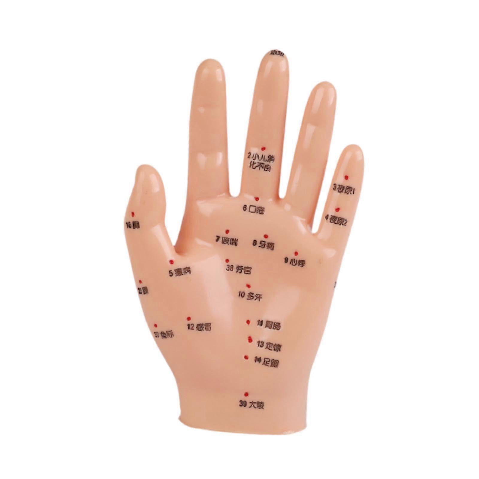 Anatomical Hand Model Chinese Meridians Educational Tool 15x8.5 cm for School Learning and Smooth Teaching Aid