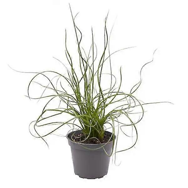 Juncus effusus 'Spiralis' D6