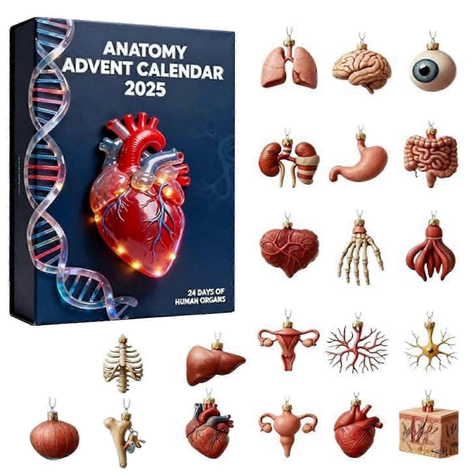 Acrylic Anatomical Countdown Calendar