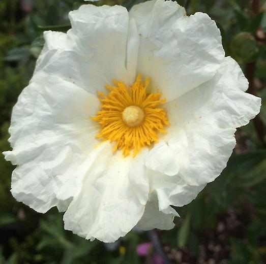 Cistus Corbariensis. Sun Rose/Rock Rose.