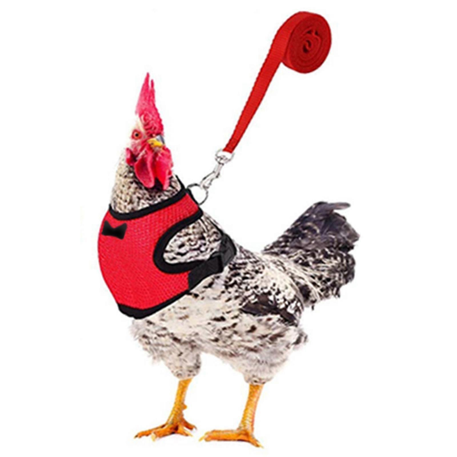 Chicken Leash Pet Chicken Leash Pet Leash
