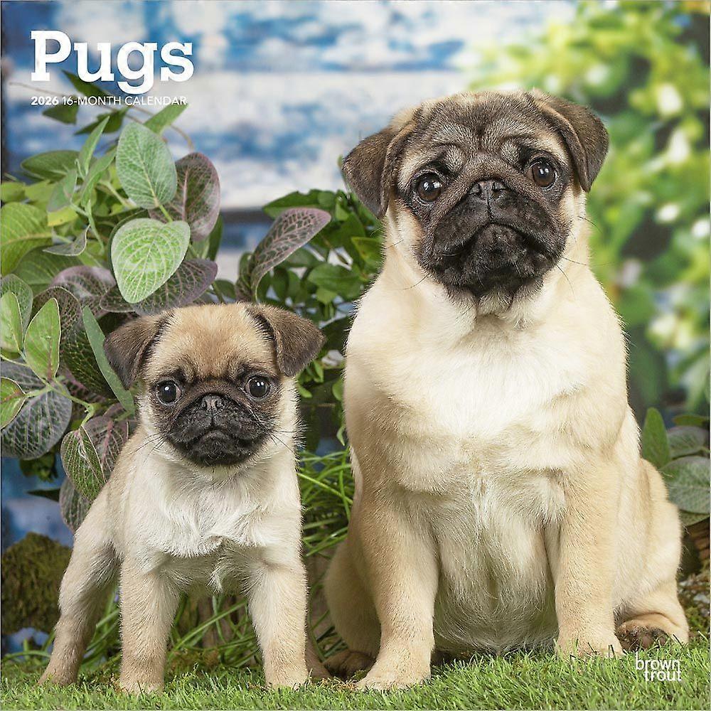 Browntrout Pug Calendar 2026