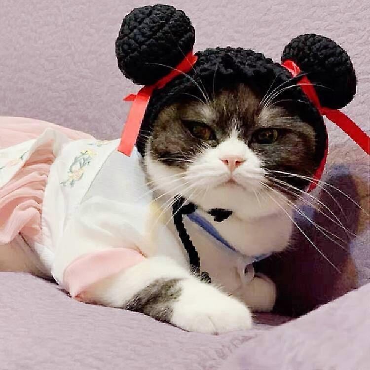 Cats Hat Nezha Pill Head 20-25cm