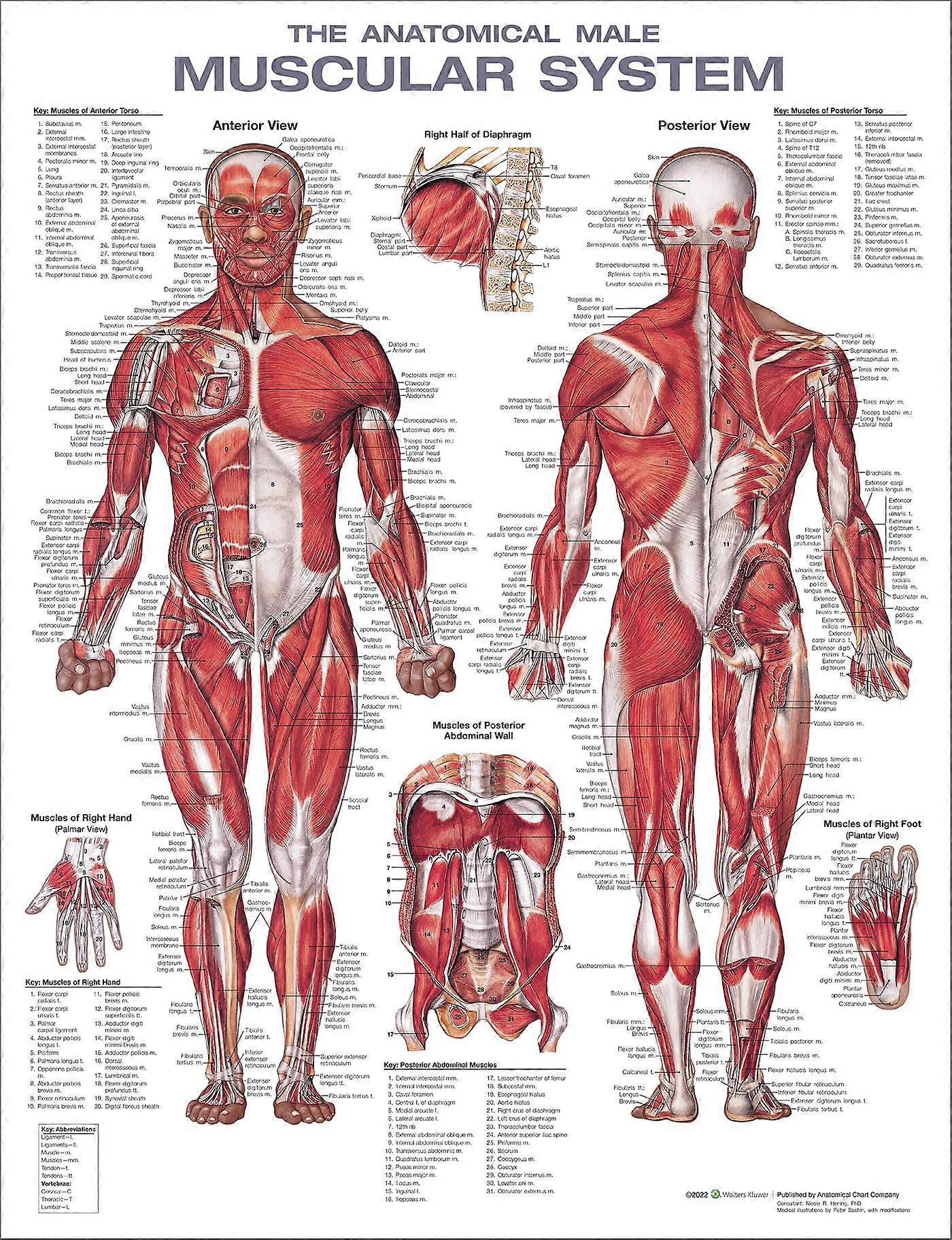 The Muscular System Anatomical Chart Laminated , Nursery