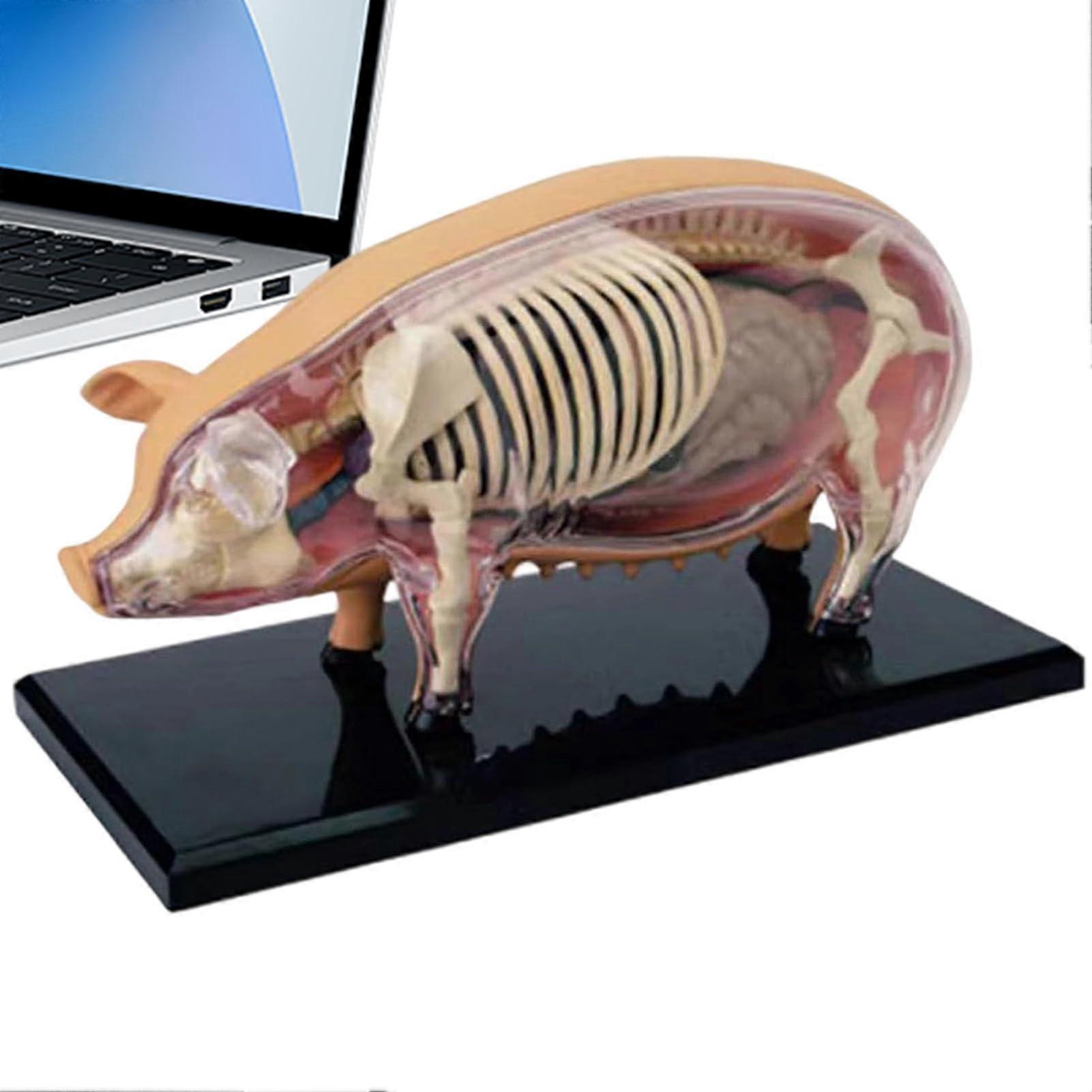 Anatomy Model Animal Swine Anatomy Model For Veterinary Education Detachable Teaching Aid For Student Lab