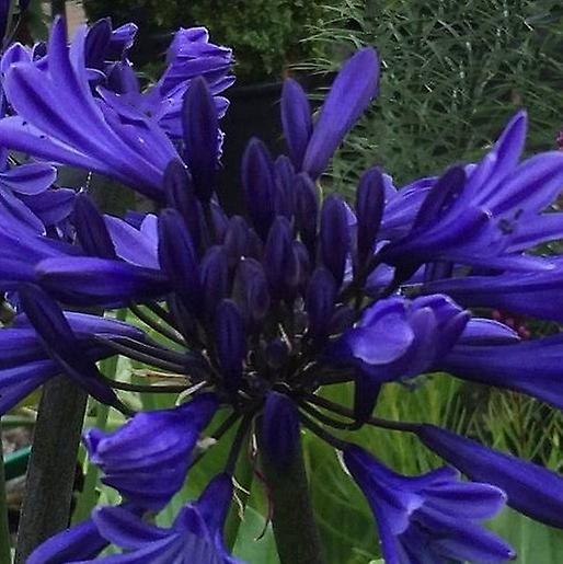 Agapanthus bleumarin. Crinul Nilului.