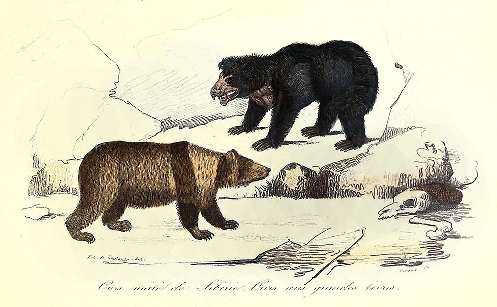 Engraving Poster