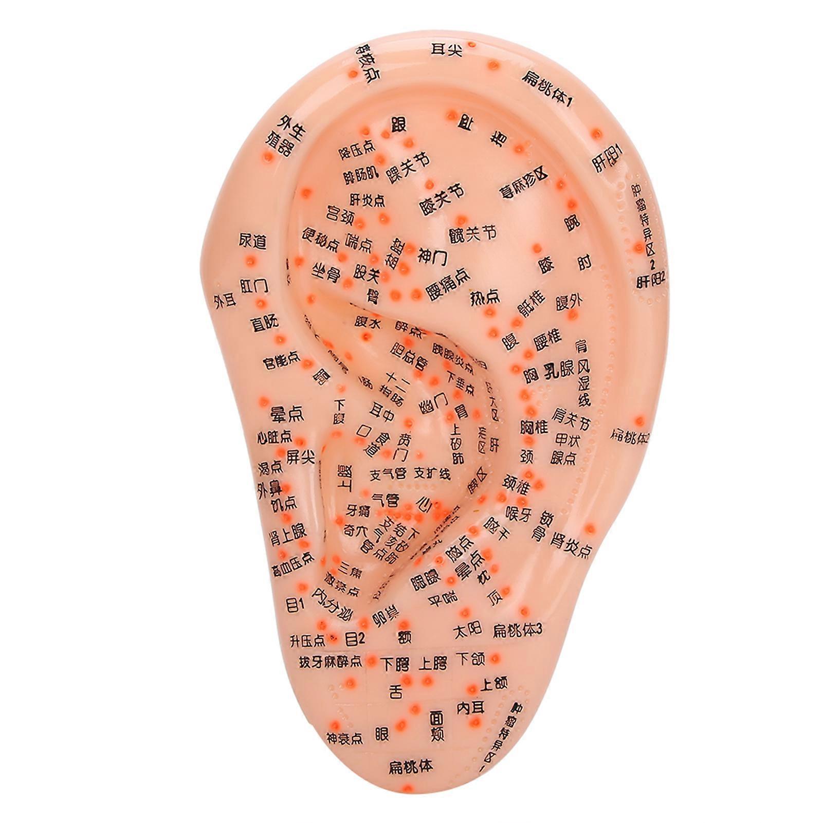 Human Ear Acupuncture Model with Acupuncture Points Ear Massage Model for Home Use