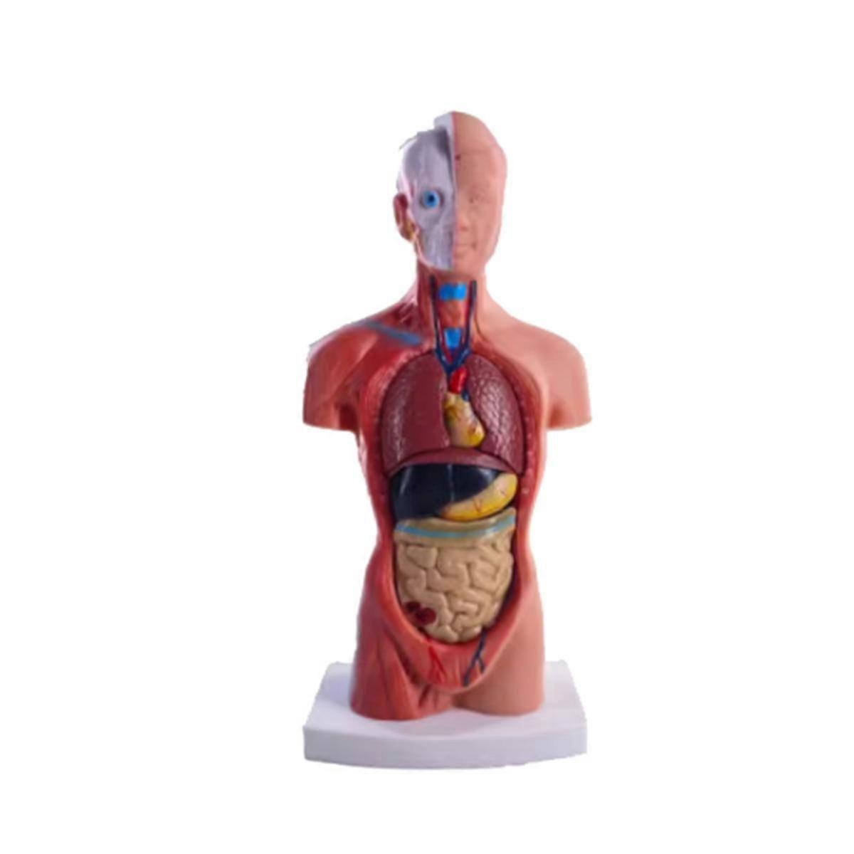 Torso Mannequin Anatomy Doll 15 Removable Parts Educational Organ Model Human Internal Organ Anatom