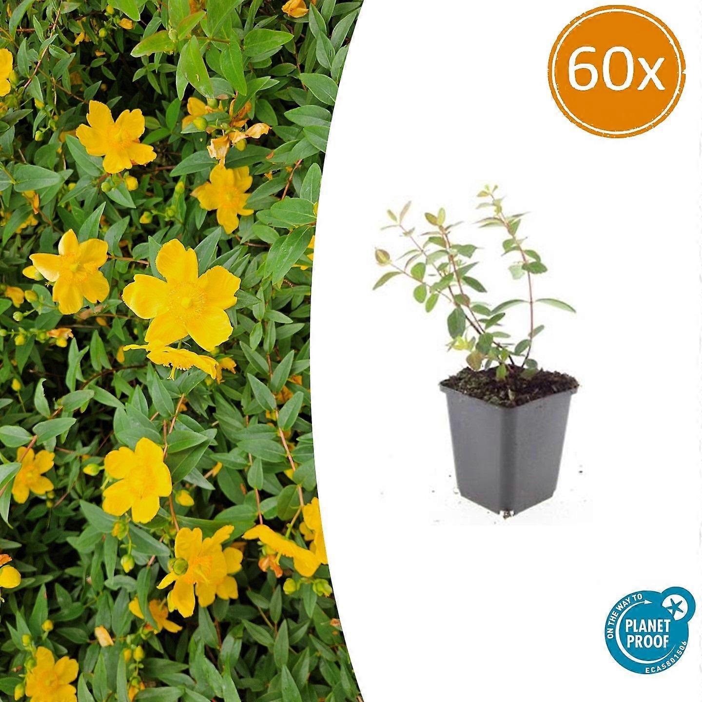 Hypericum dummeri 'Peter Dummer' | 60 stuks - 10-25cm - Ø9cm