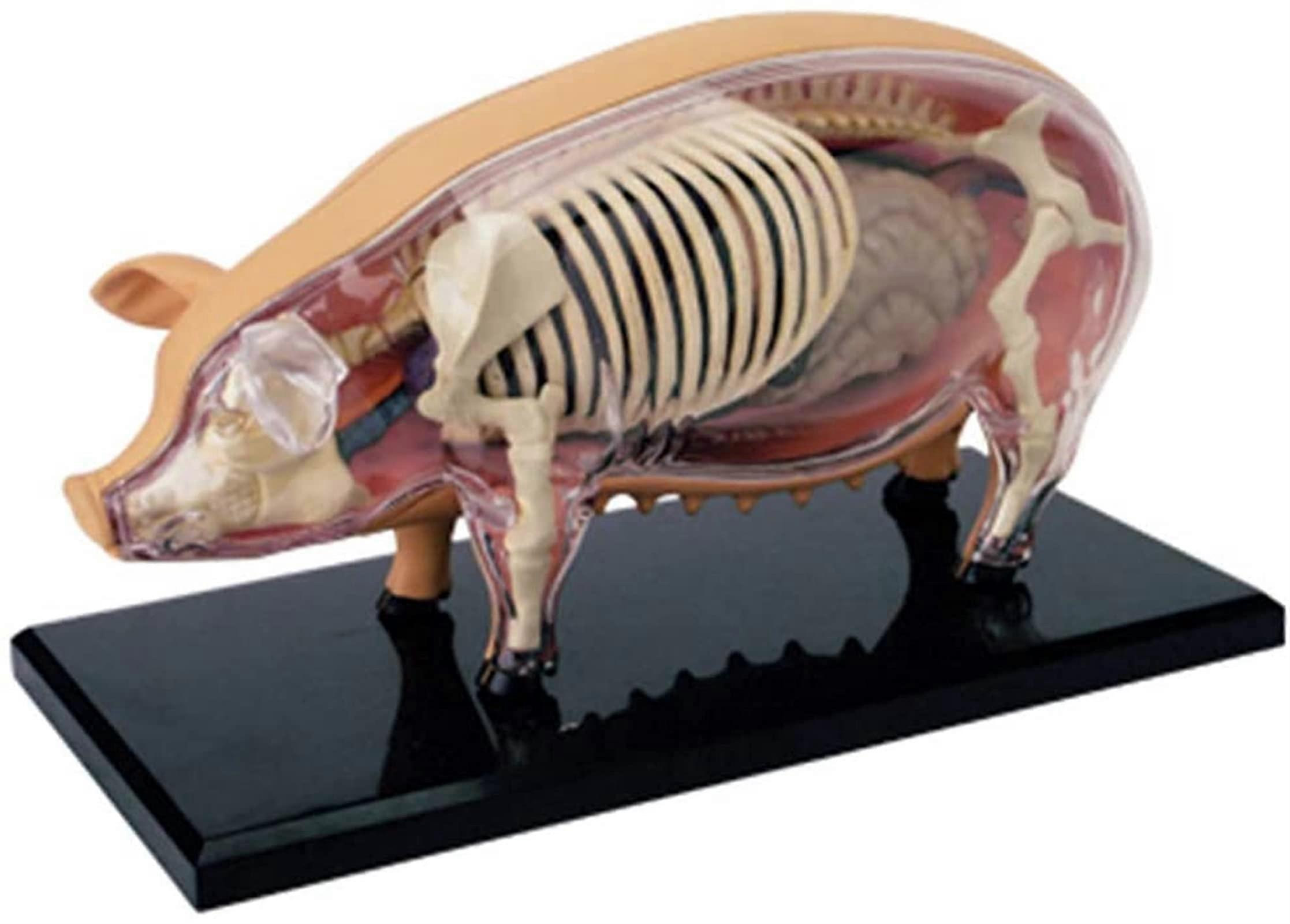 Study Model Educational Model Simulation Pig Anatomical Model Anatomy Animal Biology Organ Teaching Model