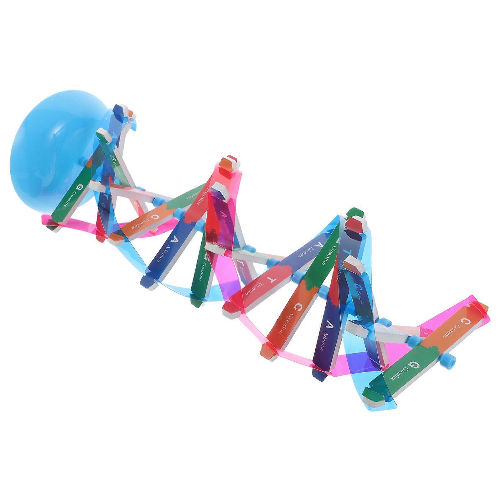 Dna Education Model Kit for Scientific Learning 2Sets Classroom Teaching Aids