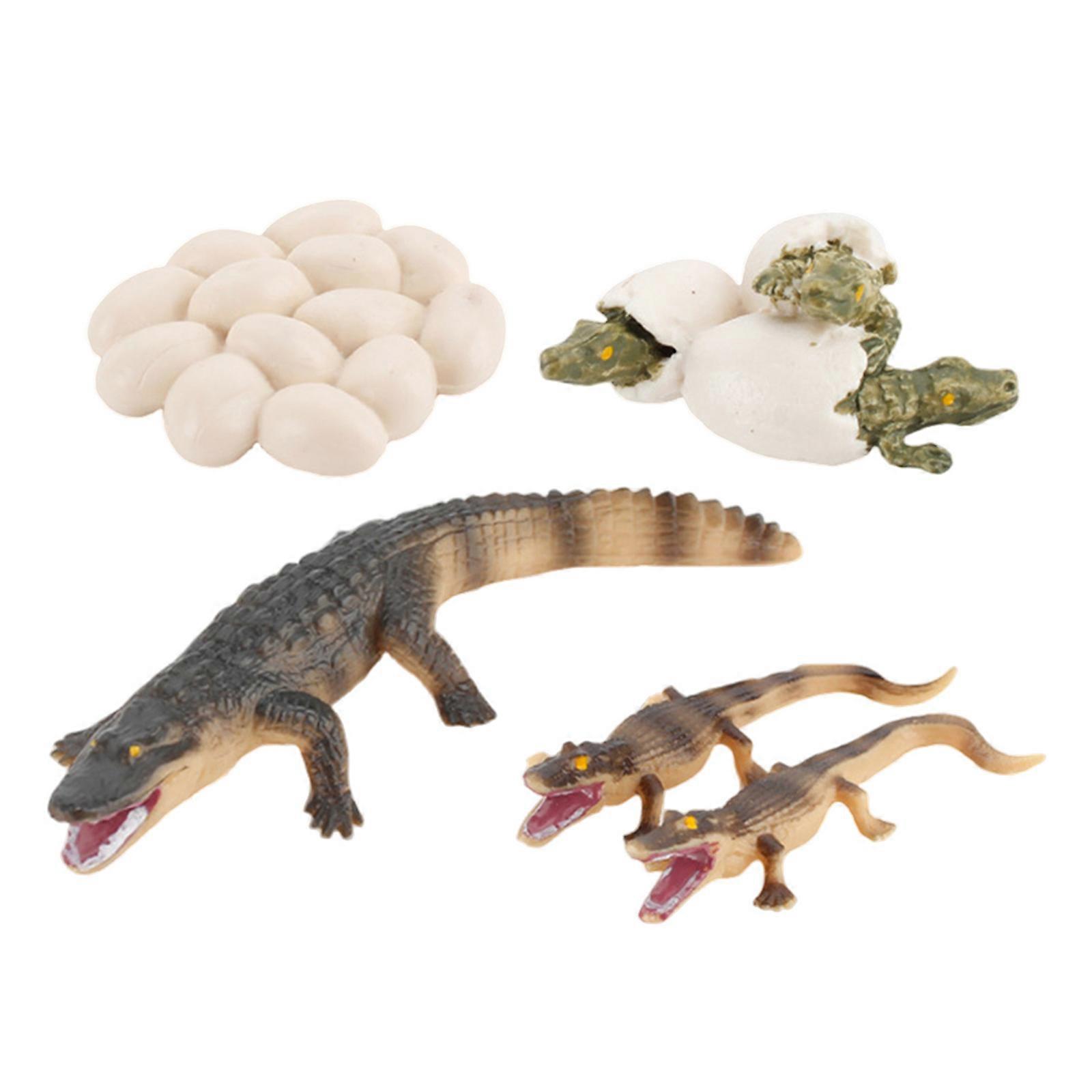 Educational Model Toy for Kids 1Set Simulation Egg Plaything