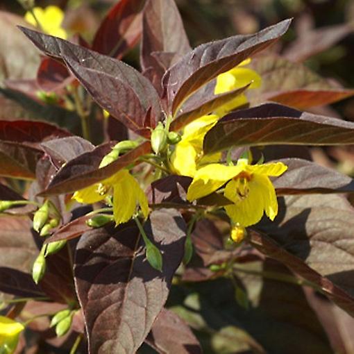 Lysimachia Firecracker. Luźna walka.