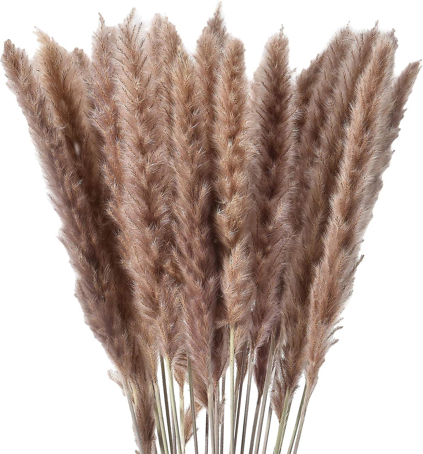 Natural Dried Pampas Grass, Decorative Flowers