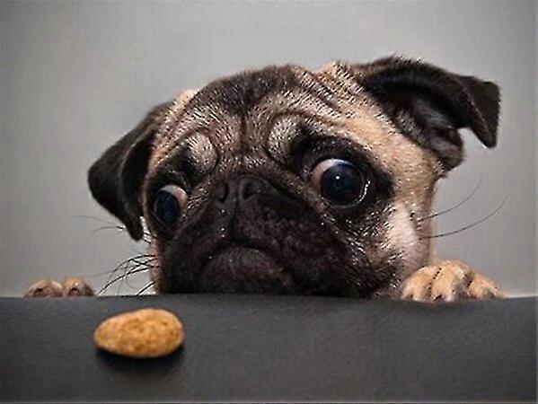 Diy Elmas Boyama Köpek Nakış Çapraz Dikiş Hayvan Kristal Elmas Sanat Duvar Çıkartmaları