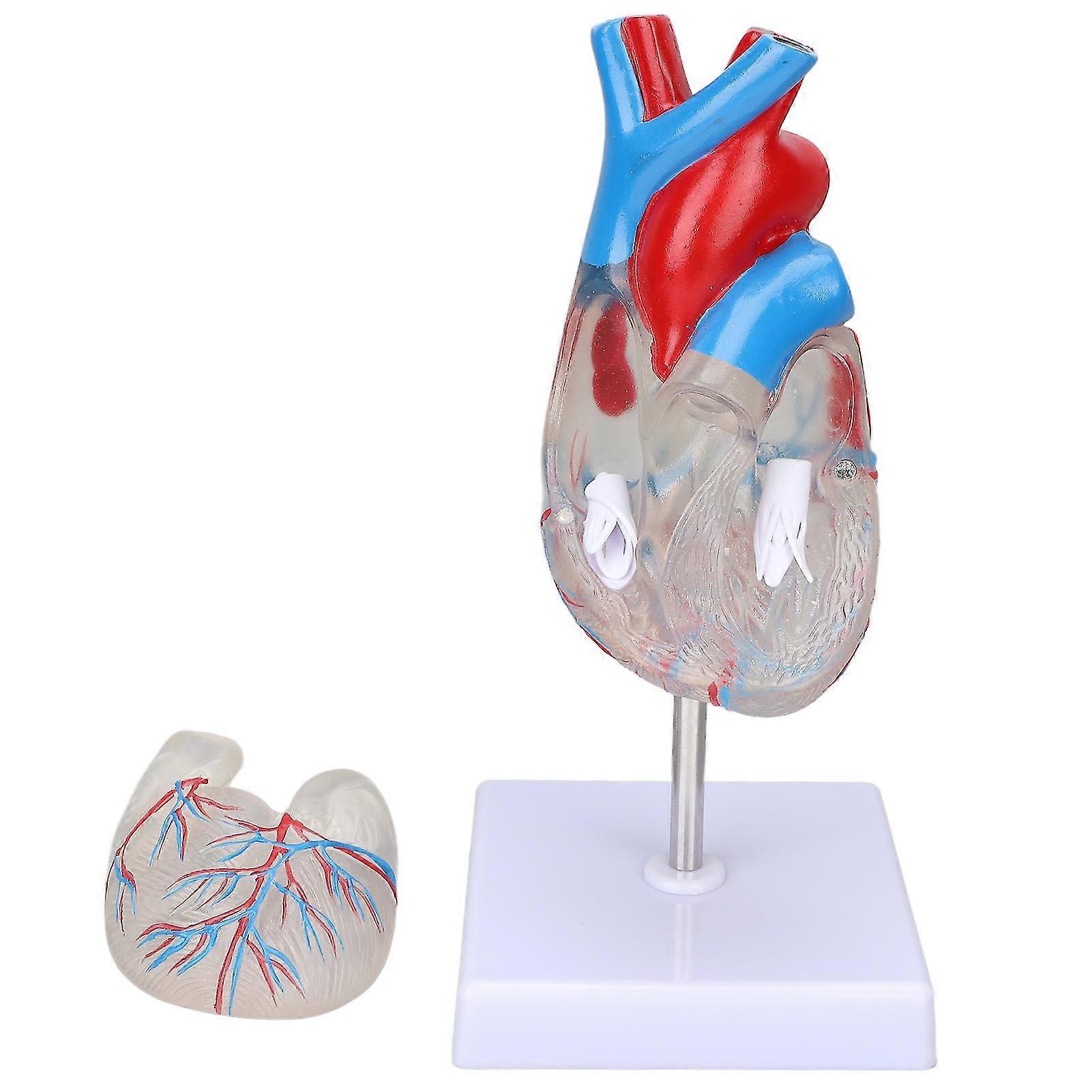 Transparent Human Heart Model for Medical Teaching Aids