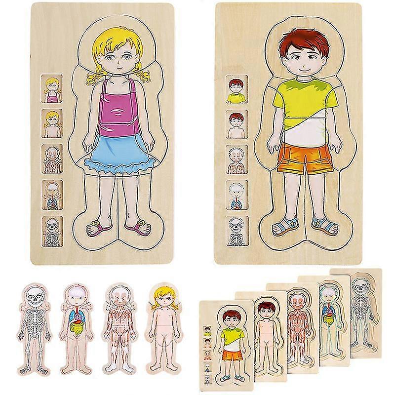 Children's Educational Multi-layer 3d Wooden Jigsaw Puzzle Human Body Structure Biological Growth Change Cognitive Jigsaw Puzzle