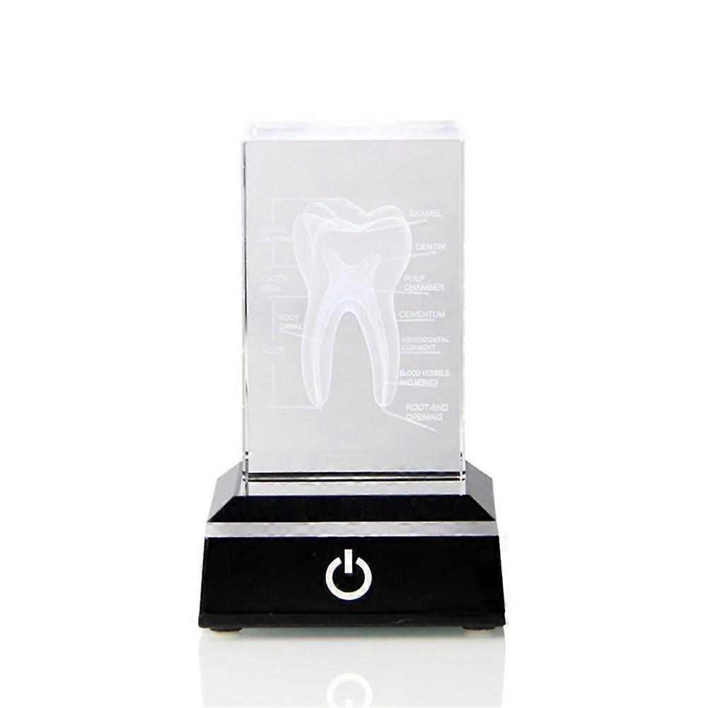 Human Tooth Crystal Model Etched Anatomical Model Engraved Dental Display For Office Decor Easy Install