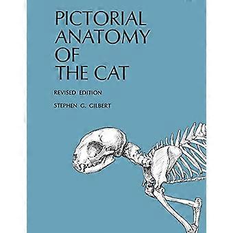 Picturale anatomie van de kat