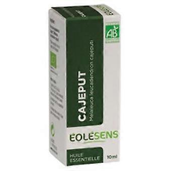 Cajeput 10 ml of essential oil