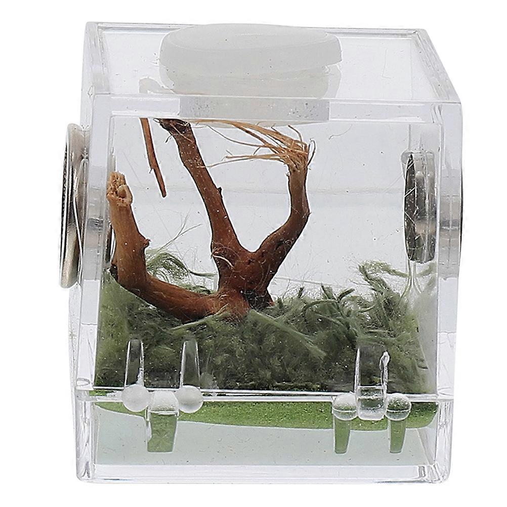 Glass Containers Snail Terrarium Reptiles Breeding Container Pet Display Box