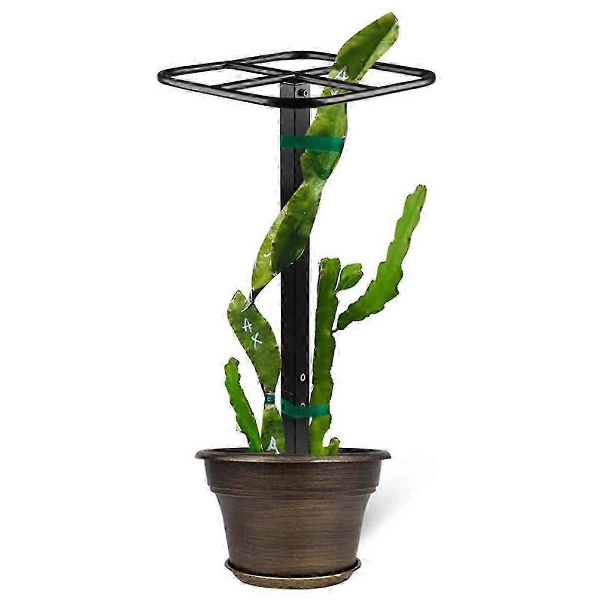 Premium Dragon Fruit Metal Trellis, Durable Garden Support