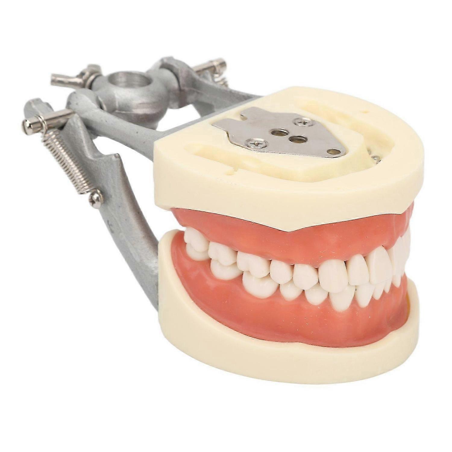 2025 Latest Model Standard Teeth Model Dental Teaching Standard Typodont Demon...