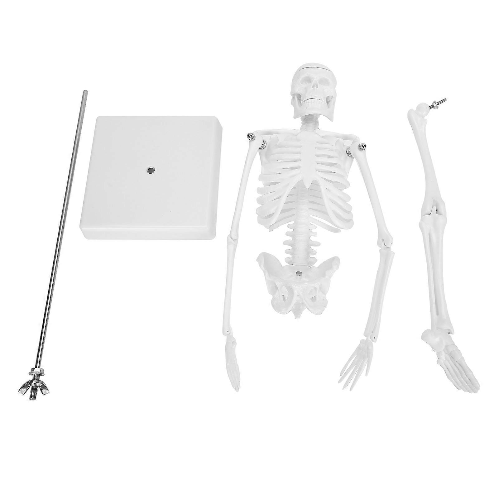 Human Skeleton Model, Movable Limbs, Anatomical Teaching Learning