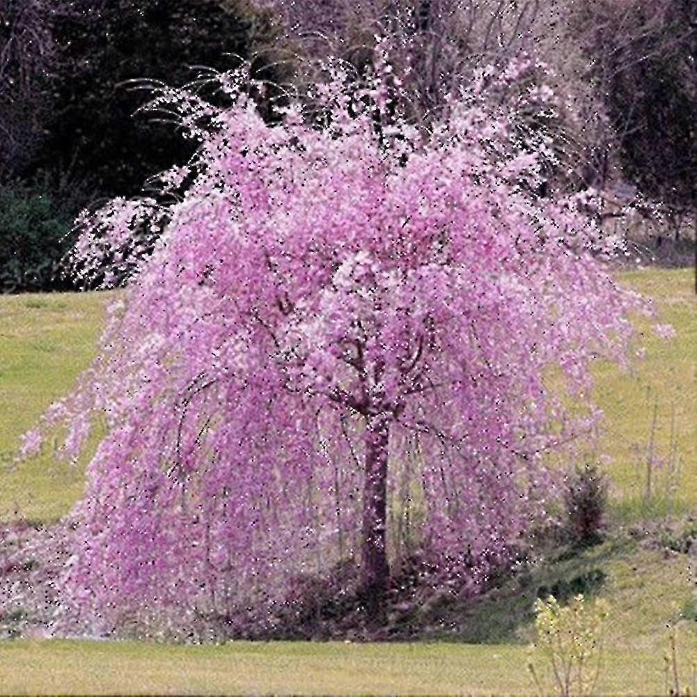 20Pcs Pink Fountain Weeping Cherry Tree Seeds Garden Yard Dwarf Tree Plants 2025