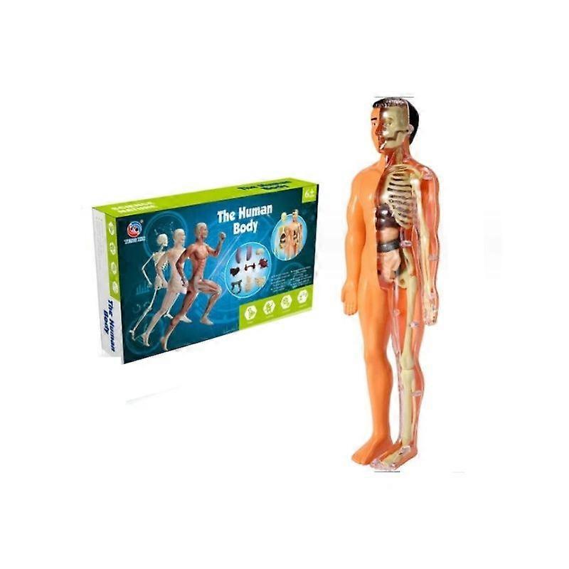 Clear Human Body Structure Model,3D Anatomy Figure Kit  Removable Organs, Bones