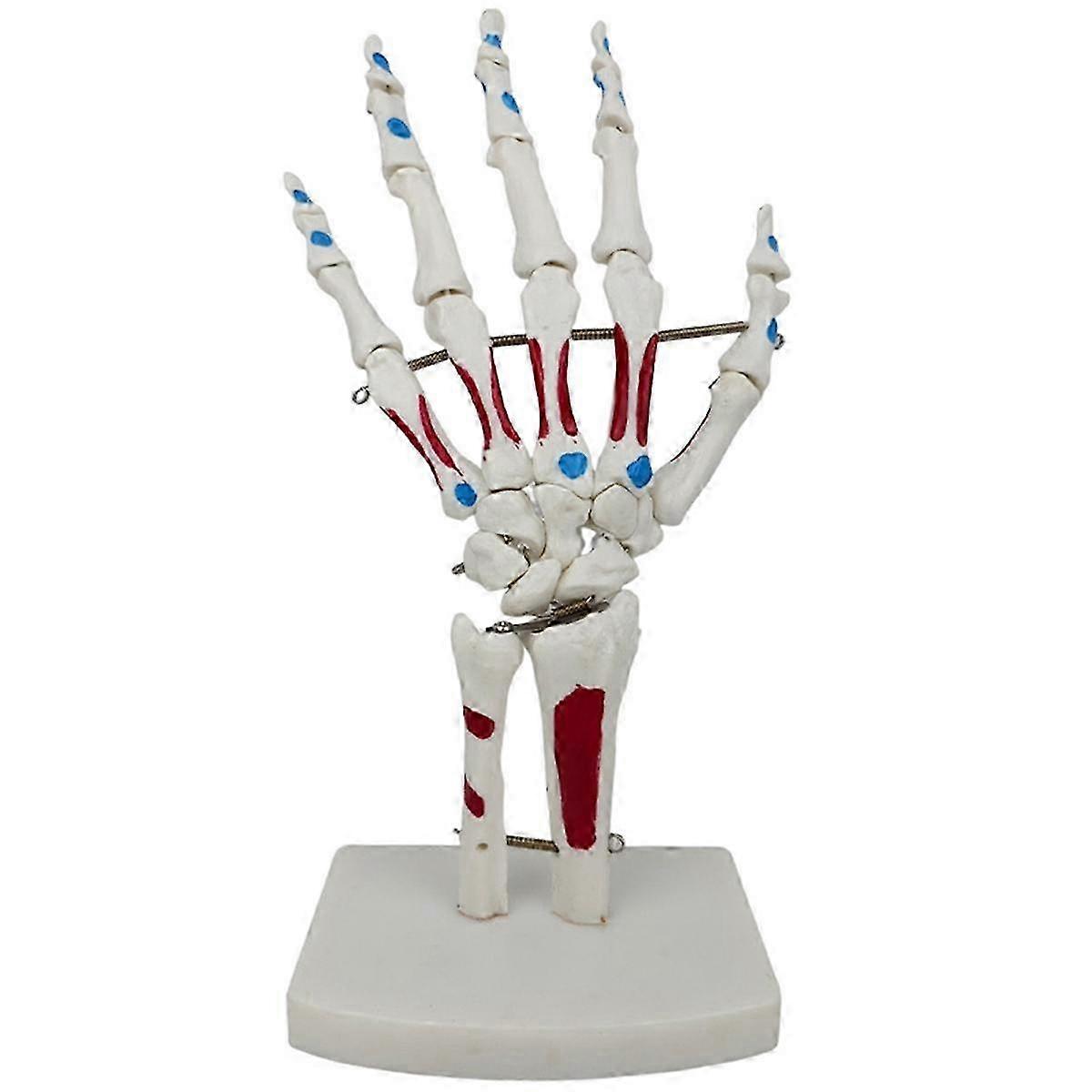 Skeleton Hand Model, Hand Joint Model, with Wrist, Ulna, Hinged Hand , Palmar Anatomy Muscle Model