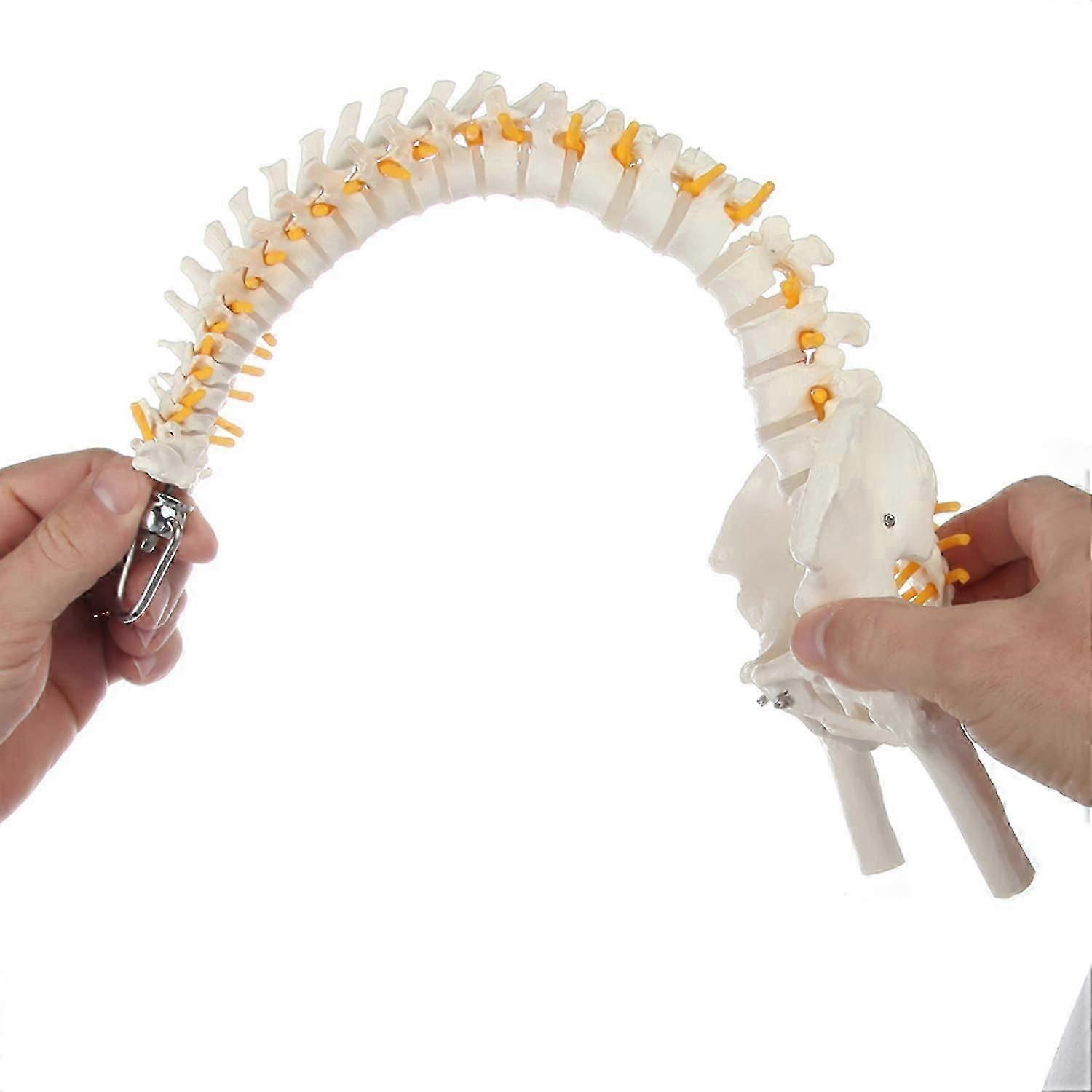 Omurlar, Sinirler, Arterler, Lomber Kolon, Erkek Pelvis ile 15.5 "Mini Omurga Modeli - Eğitim ve Çalışma için İnsan Anatomisi Modeli