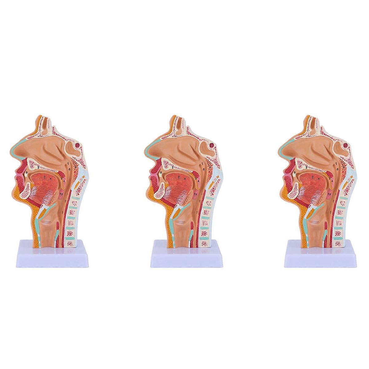 Nasal Cavity Throat Anatomy Model Human Anatomical Pharynx