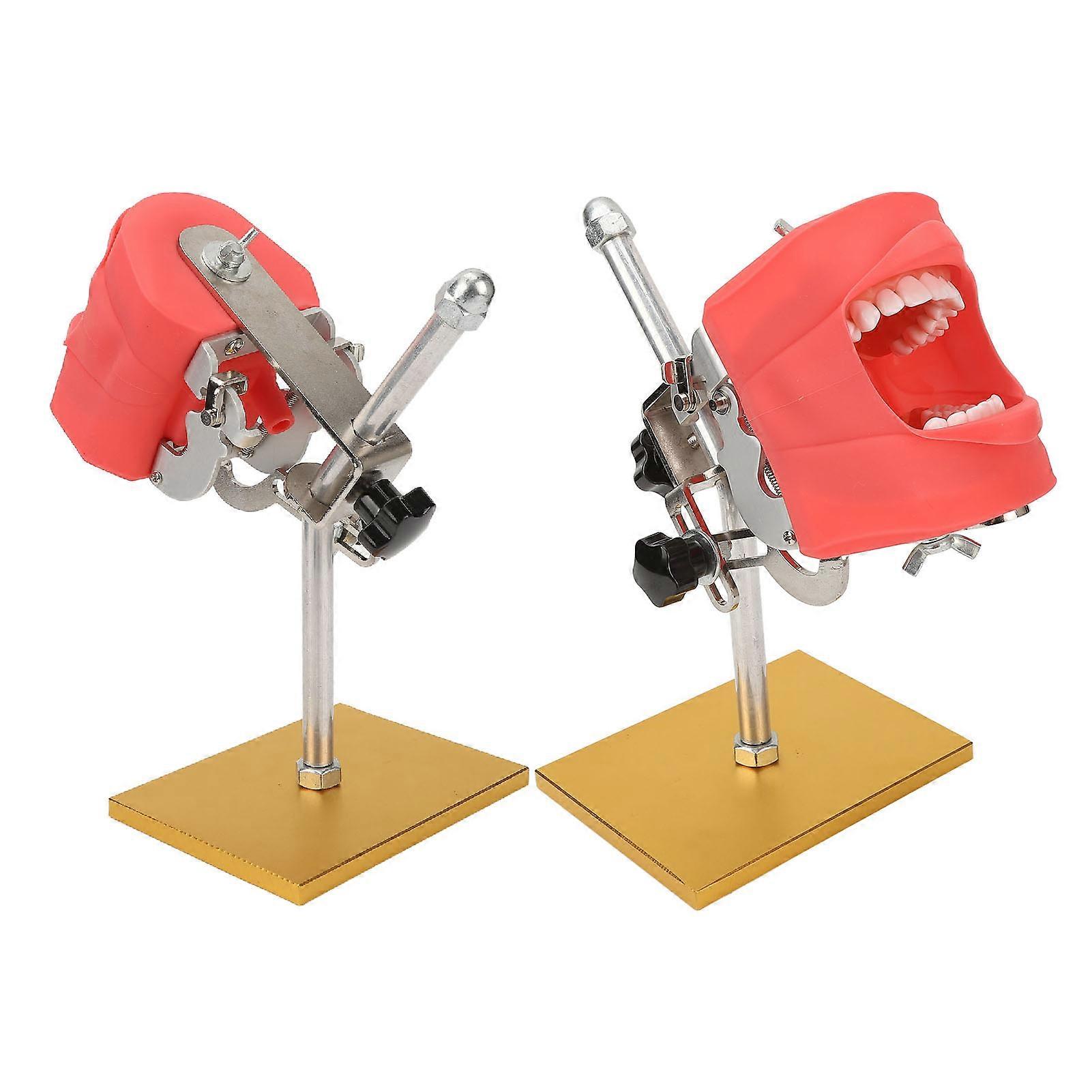 Dental Teaching Teeth Model Stainless Steel Demonstration Display Teeth Model Bracket 