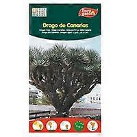 Canary Islands Dragon Tree Seeds 1 unit