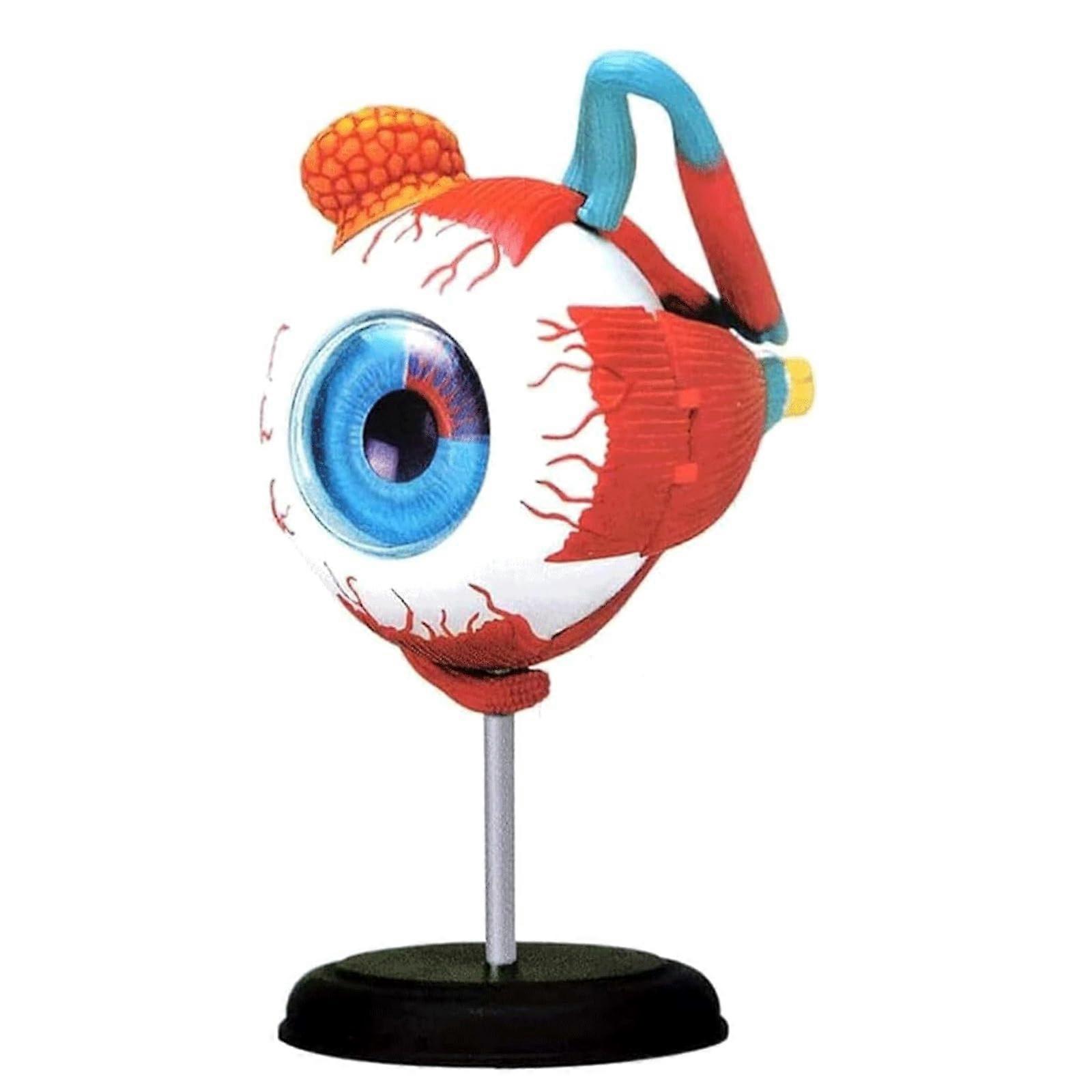Eye Anatomical Model Human Organ Model 4D Eyeball Science Model Removable Eye Model Education Display Medical Model