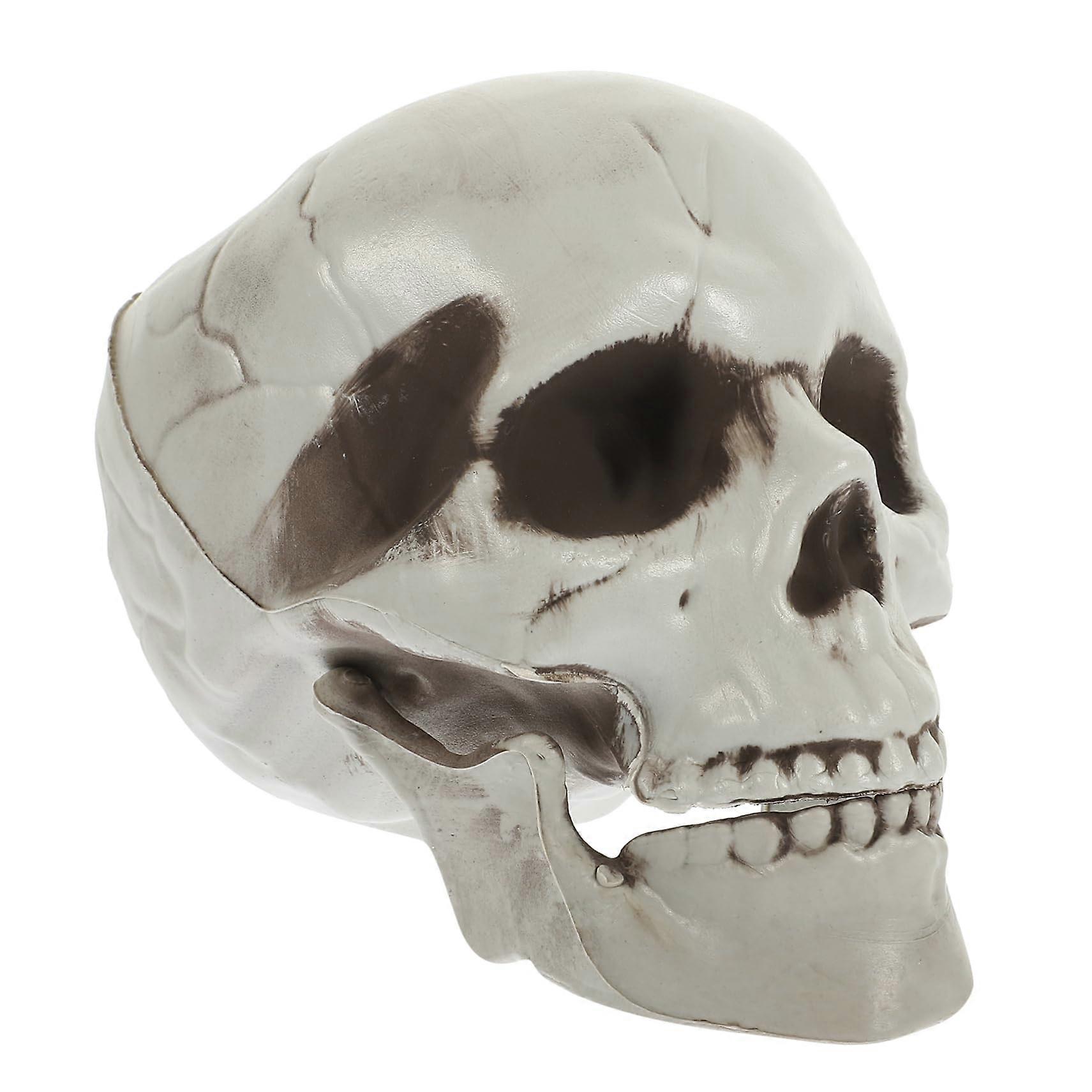 Decorative Skull Sculpture Made of PE Material, Realistic Skeleton Statue for Halloween Decor, Indoor Ornament for Parties and Themed Events