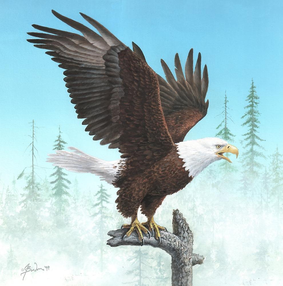Bald eagle displaying wings Poster