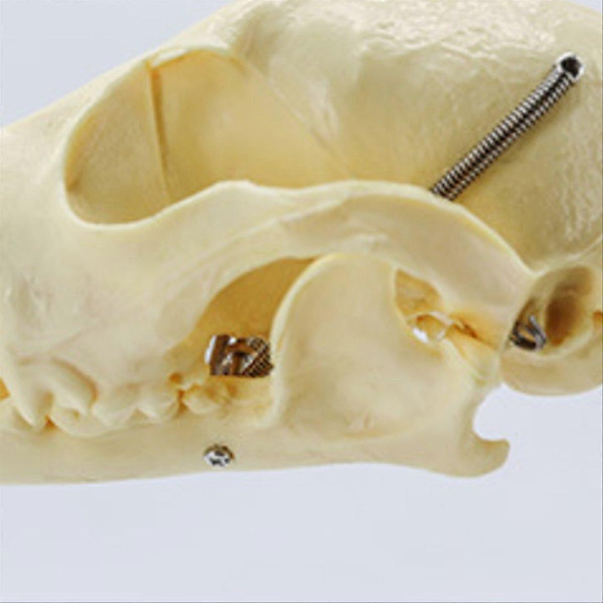 نموذج هيكل عظمي للكلب، نموذج تعليمي لتشريح الكلاب