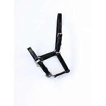 Kitty Mini Shatland Halter