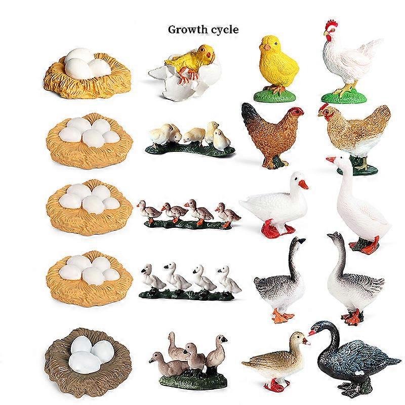 5 Types Poultry Growth Cycle Simulation Toy Ornament Kids Toy