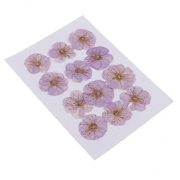 2-8pack 12 Pieces Real Pressed Dried Flowers Plum Blossom for Art Craft light