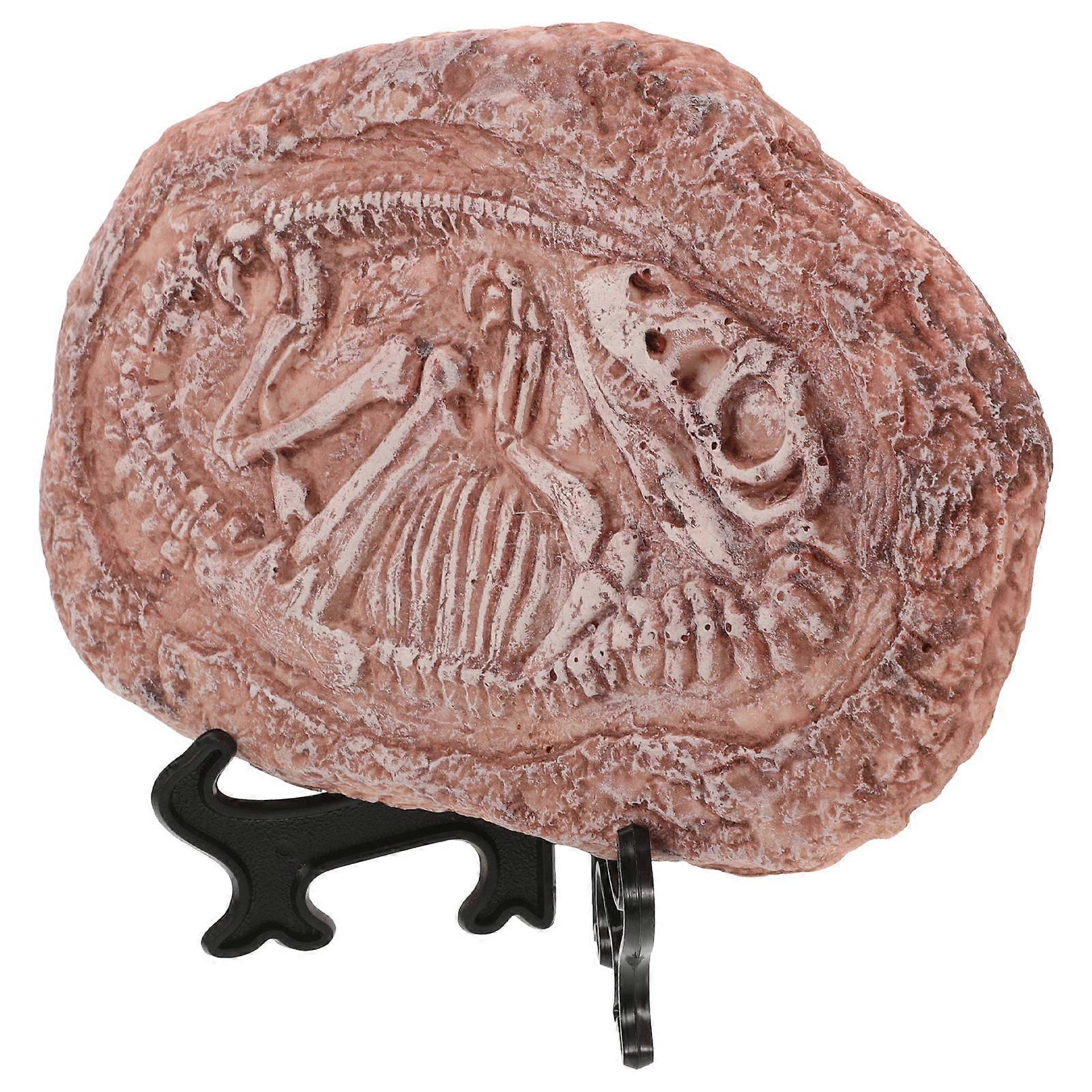 Dinosaur Specimen Resin for Paleontology Display 4Pcs Fake Fossil Decoration